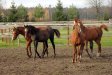 Źrebaki 2007, fot. Ewa Francuz-Borkowska