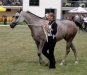 Gaja Selene, Polski Narodowy Pokaz, Janów Podlaski 2008, fot. Magda Kondraciuk