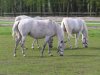 The grey mares by Paulina Peckiel