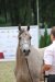 Psyche Kybele, „ARABIA-Polska” Arabian Horse Festival, Warsaw 2011, by Urszula Sawicka