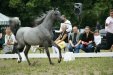 Echo Aurora, „ARABIA-Polska” Arabian Horse Festival 2011, fot.: Barbara Zalewska