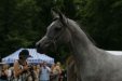Echo Aurora, „ARABIA-Polska” Arabian Horse Festival 2011, fot.: Barbara Zalewska