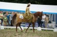 Galahad i Kamila Tul, „ARABIA-Polska” Arabian Horse Festival 2011, fot.: Barbara Zalewska