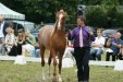 Psyche Amor, „ARABIA-Polska” Arabian Horse Festival 2011 by Barbara Zalewska