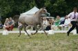 Psyche Febe, „ARABIA-Polska” Arabian Horse Festival 2011 by Barbara Zalewska