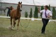 Psyche Kora, „ARABIA-Polska” Arabian Horse Festival 2011, fot.: Barbara Zalewska