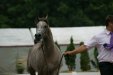 Psyche Kybele, „ARABIA-Polska” Arabian Horse Festival 2011 by Barbara Zalewska