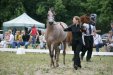 Psyche Kybele, „ARABIA-Polska” Arabian Horse Festival 2011, fot.: Barbara Zalewska