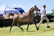 Chaos Jupiter, 4th All-Polish Arabian Horse Championship Radom 2019, photo: Patrycja Makowska