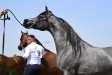 Echo Asteria, 4th All-Polish Arabian Horse Championship Radom 2019, by Patrycja Makowska