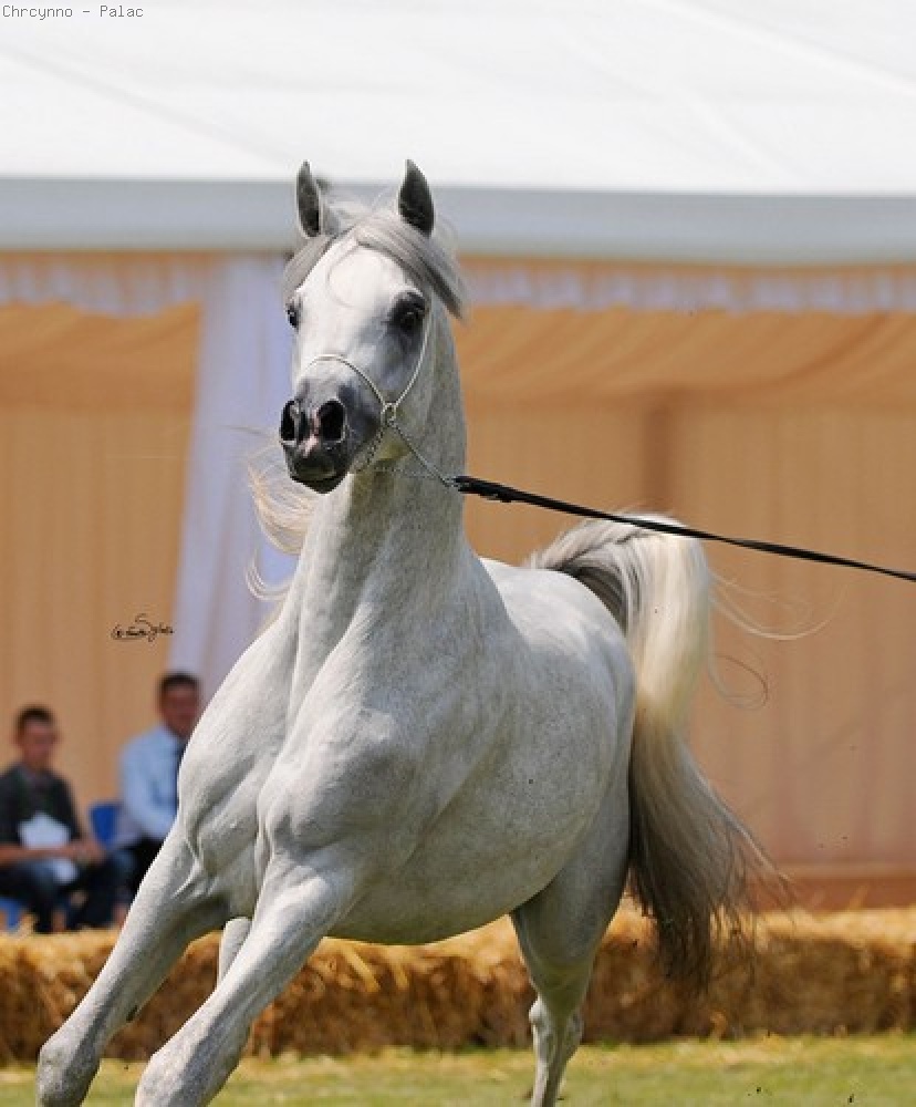 Echo Dionizos, ARABIA-POLSKA - II Warszawski Pokaz Koni Arabskich Czystej Krwi 2013, fot. Sylwia Iłenda