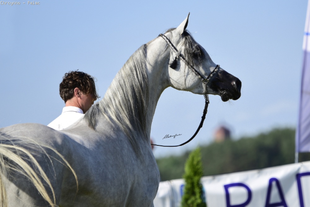 Echo Kasjopeja, 4th All-Polish Arabian Horse Championship Radom 2019, by Patrycja Makowska