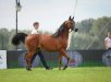 Gaja Eunika, Al Khalediah European Arabian Horse Festival 2017, fot.: Ewa Imielska-Hebda