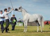 Psyche Aditi, II Nationwide-Polish Championship for Arabian Horses, Radom 2017, photo: Ewa Imielska-Hebda