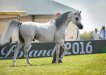 Psyche Keret, Al Khalediah European Arabian Horse Festival 2016, fot.: Ewa Imielska-Hebda