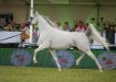 Psyche Keret, Al Khalediah European Arabian Horse Festival 2017, fot.: Ewa Imielska-Hebda