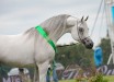 Psyche Keret, Al Khalediah European Arabian Horse Festival 2017, photo: Ewa Imielska-Hebda