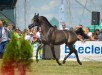  Psyche Ofelia, II Nationwide-Polish Championship for Arabian Horses, Radom 2017, photo: Ewa Imielska-Hebda