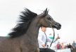 Psyche Ofelia, II Nationwide-Polish Championship for Arabian Horses, Radom 2017, photo: Ewa Imielska-Hebda