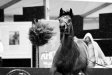 Psyche Ofelia, Al Khalediah European Arabian Horse Festival 2017, fot.: Patrycja Makowska