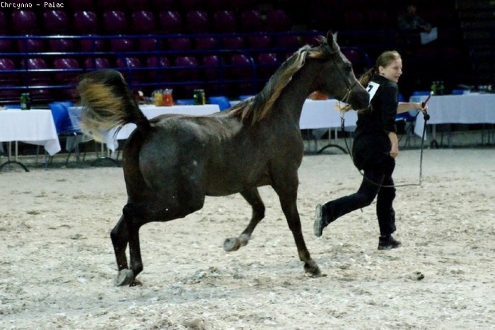 Psyche Ozyrys, Breeders' Championship Europe Warsaw 2012, fot.: Barbara Zalewska