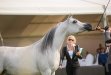 Psyche Victoria, Al Khalediah European Arabian Horse Festival 2014, photo:  Ewa Imielska-Hebda