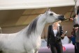 Psyche Victoria, Al Khalediah European Arabian Horse Festival 2014, fot.: Ewa Imielska-Hebda