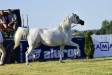 Psyche Victoria, 4th All-Polish Arabian Horse Championship Radom 2019, by Patrycja Makowska