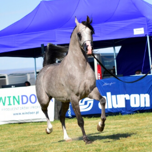 Chaos Uriel, 4th All-Polish Arabian Horse Championship Radom 2019, photo: Patrycja Makowska