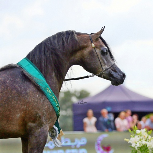 Psyche Ull, Al Khalediah European Arabian Horse Festival 2015, fot.: Sylwia Iłenda